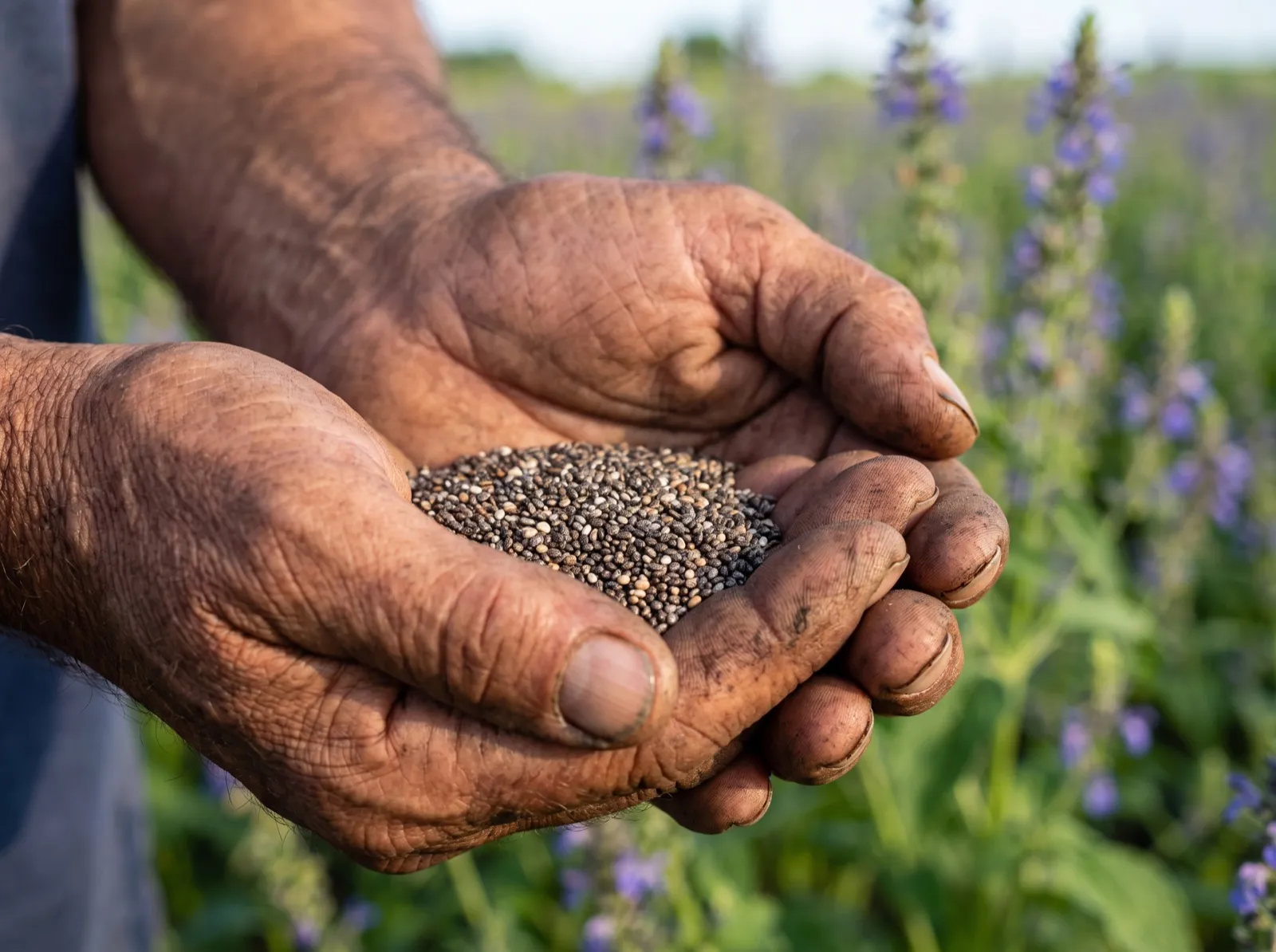 A farmer's weathered, soil-worn hands cupped around a heap of dry chia seeds, standing in his crop in low afternoon sun.